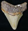 Serrated Juvenile Megalodon Tooth - North Carolina #18605-1